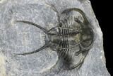 Ceratarges Trilobite With Spines-On-Spines - Zireg, Morocco #178103-1